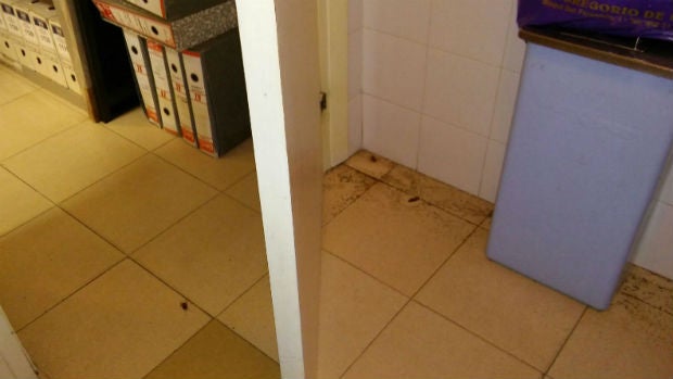 Cucarachas muertas en uno de los baños