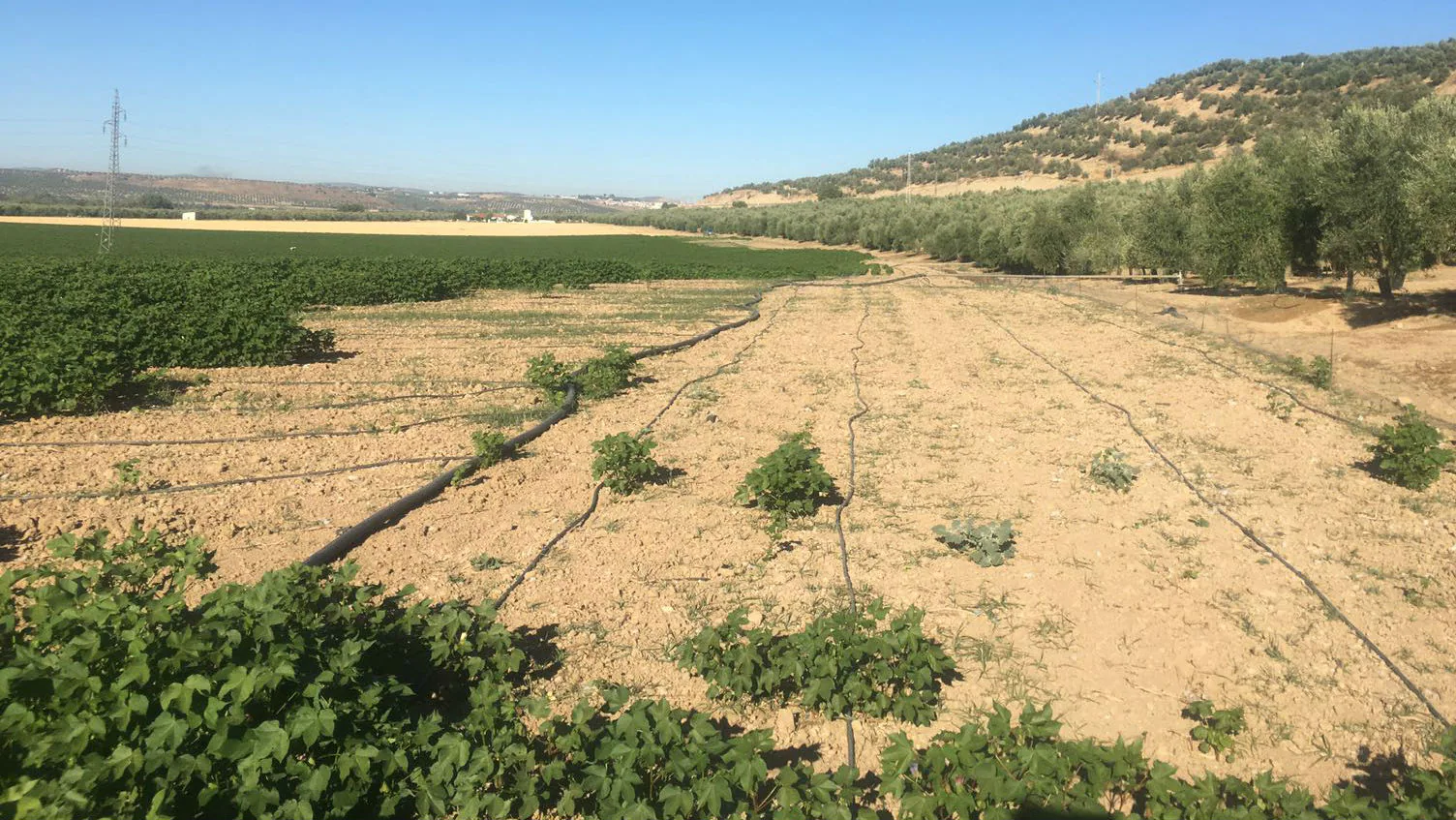 Una plaga de conejos devasta plantaciones de algodón en varios municipios de Jaén