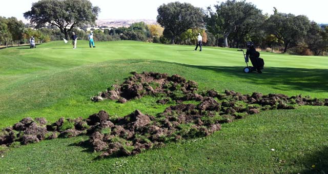 Campo de golf afectado por cerdos salvajes.