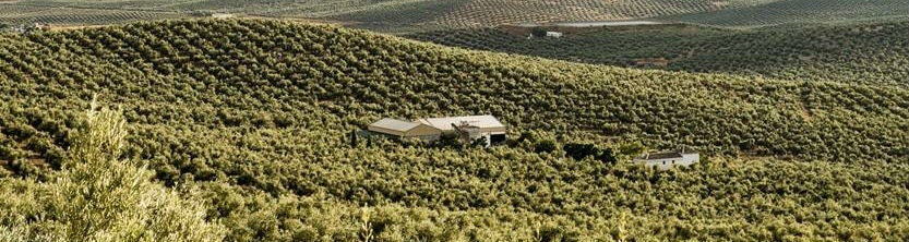 Paisaje de Jaén, provincia con 60 millones de olivos