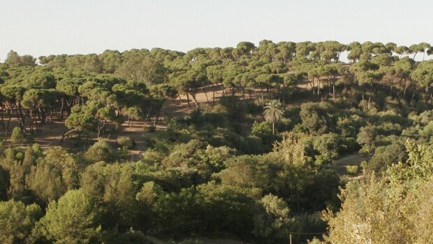 Alcalá conserva una importante masa forestal de pinos piñoneros