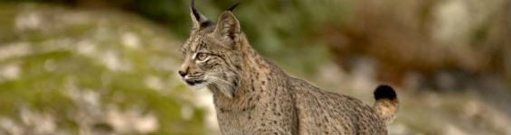 Ejemplar de lince ibérico
