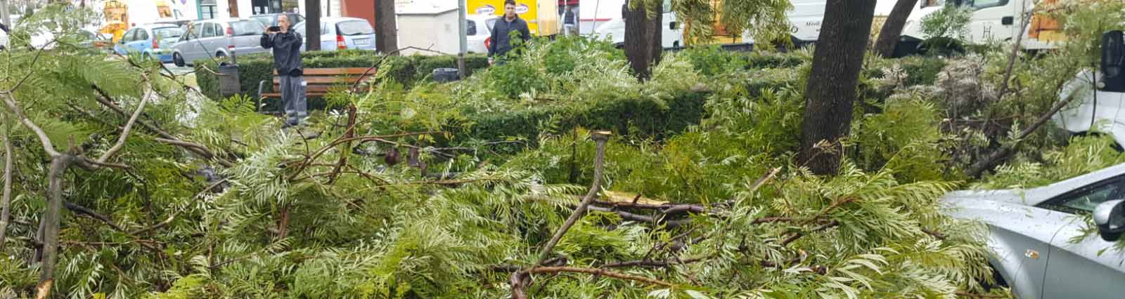 Decenas de árboles han sufrido desprendimientos de ramas en Utrera