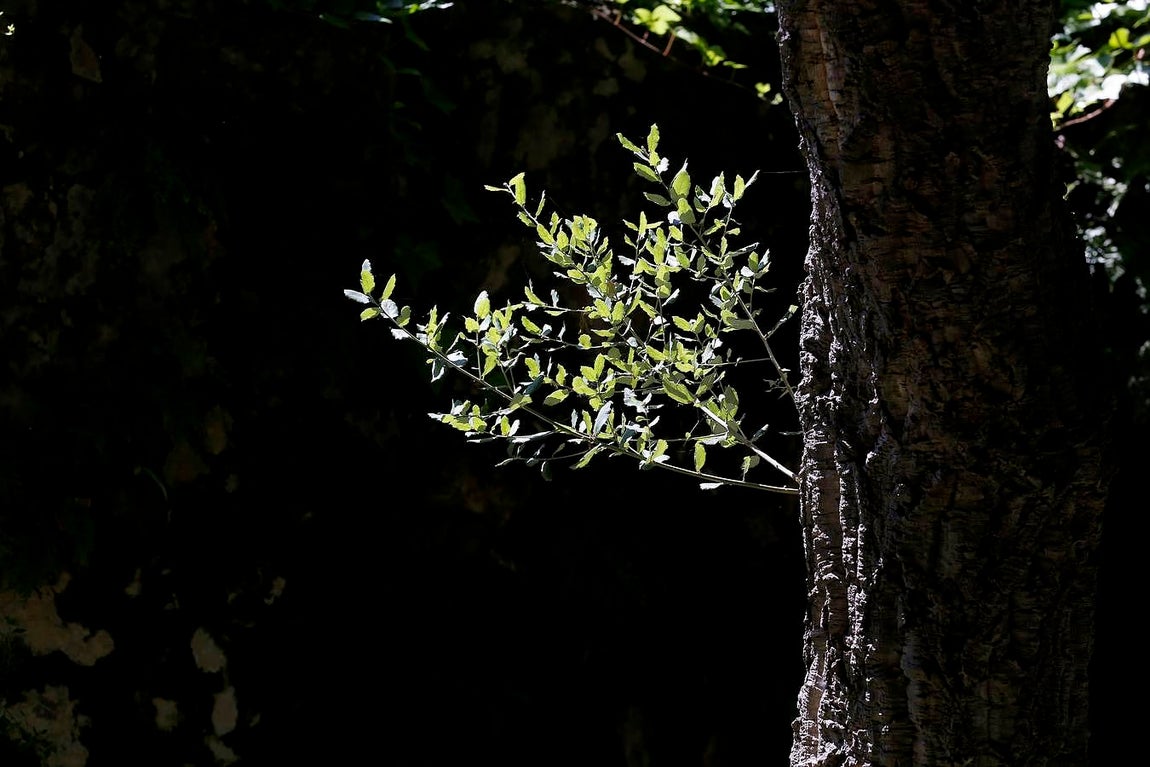 Un paseo por el Real Jardín Botánico de Córdoba, en imágenes