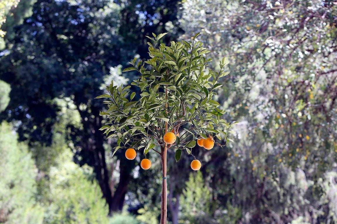 Un paseo por el Real Jardín Botánico de Córdoba, en imágenes