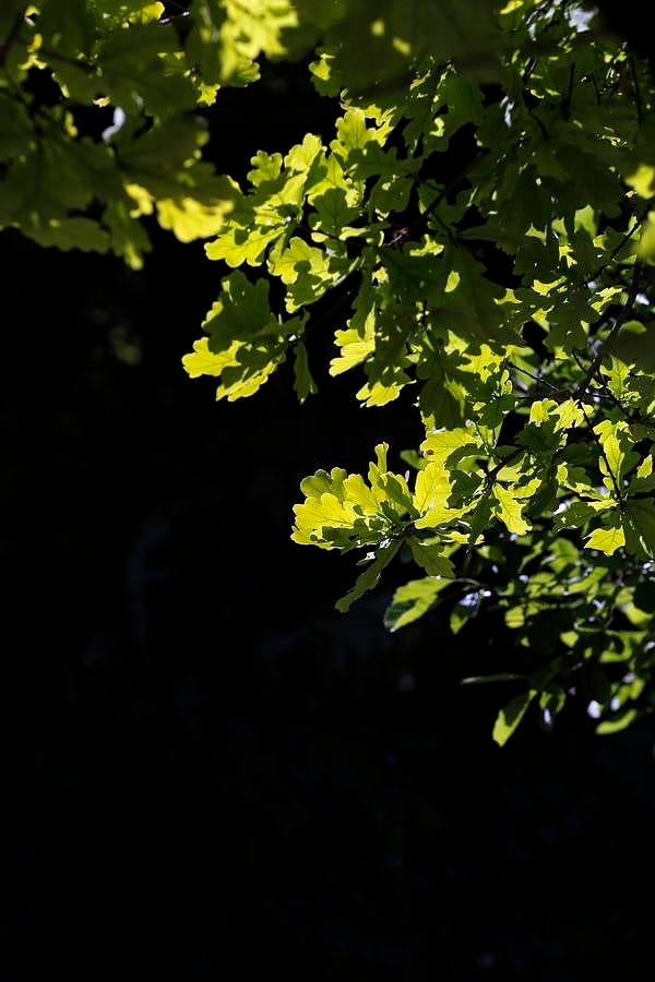 Un paseo por el Real Jardín Botánico de Córdoba, en imágenes