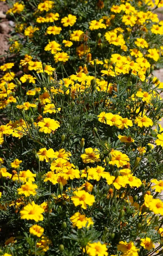 Un paseo por el Real Jardín Botánico de Córdoba, en imágenes
