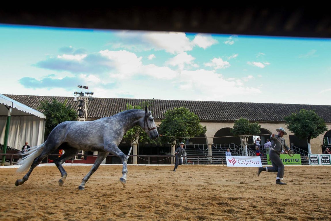 El arranque de Cabalcor, en imágenes