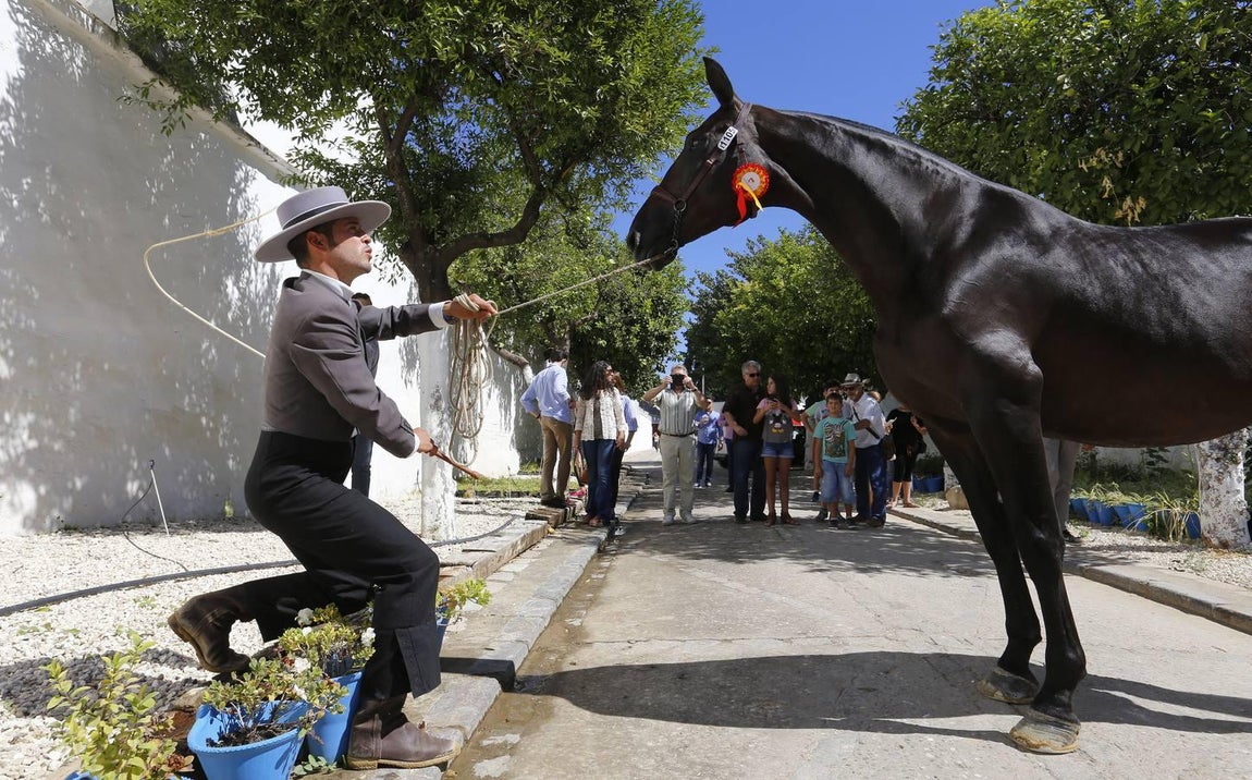 La Feria del Caballo de Córdoba, en imágenes