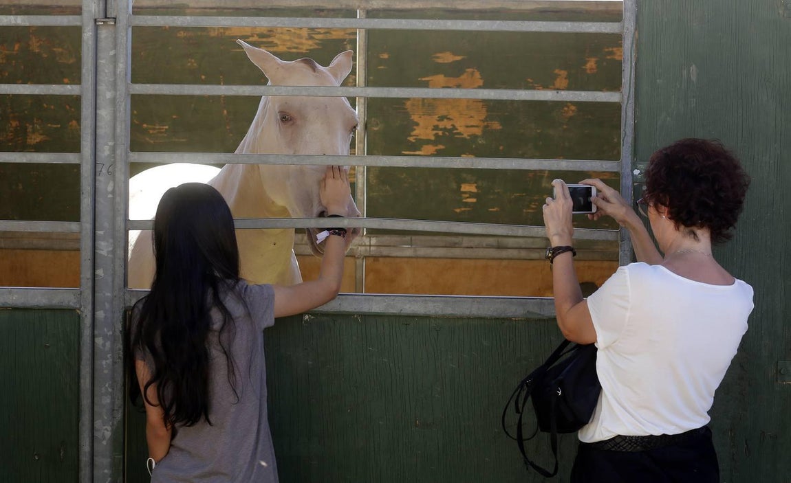 La Feria del Caballo de Córdoba, en imágenes