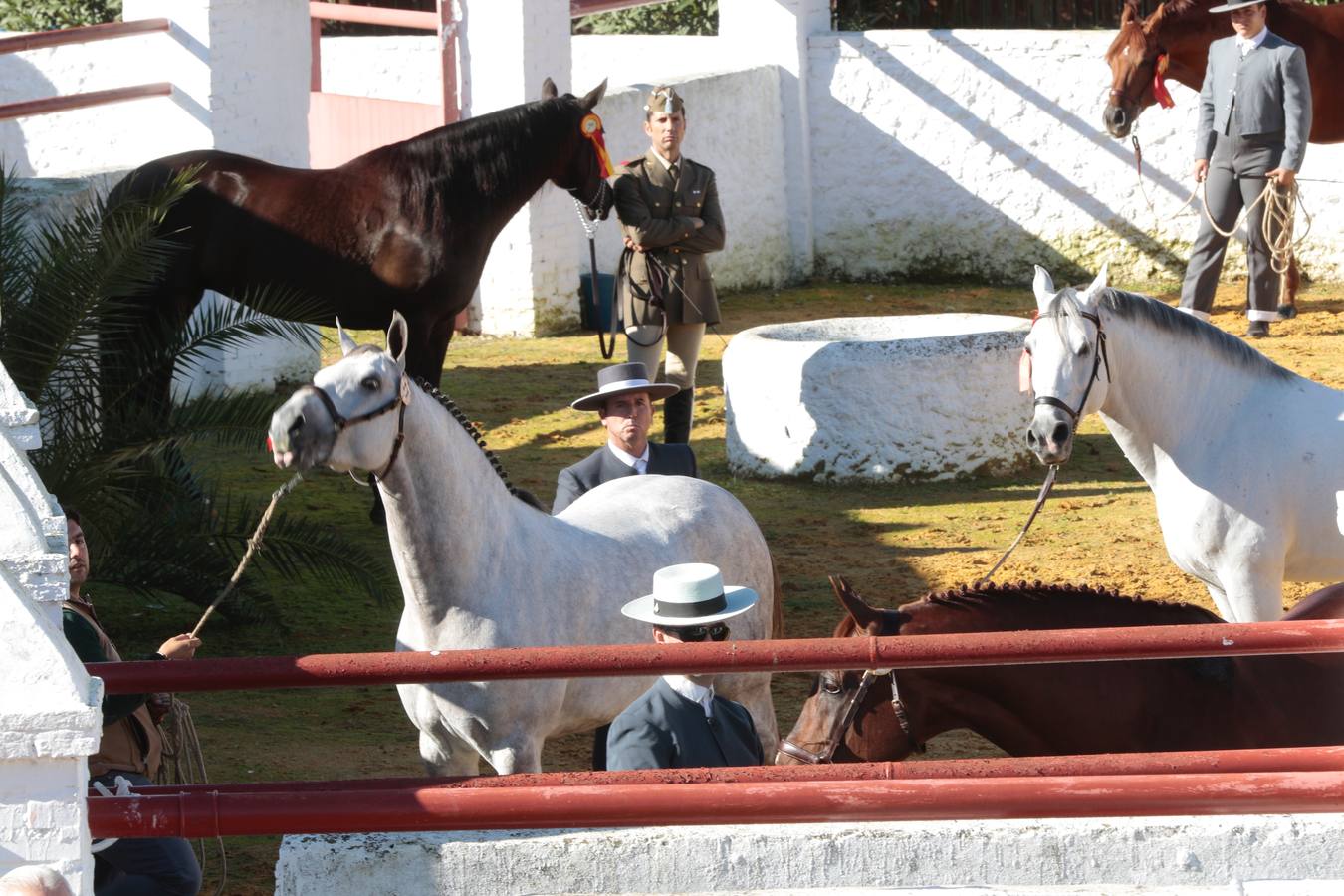 Caballos hispano-árabes en la Venta de Antequera