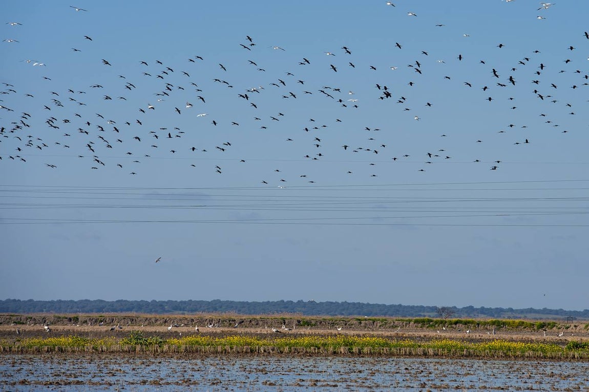Golpe al narcotráfico en la apacible localidad de Isla Mayor