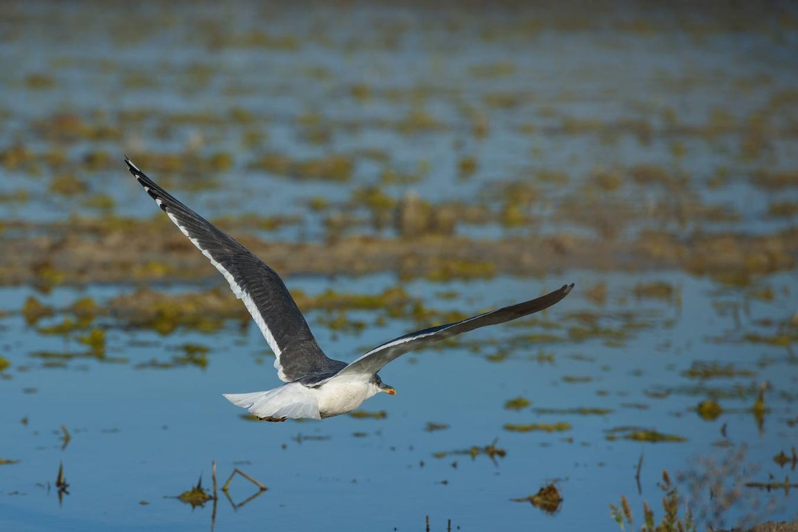Golpe al narcotráfico en la apacible localidad de Isla Mayor