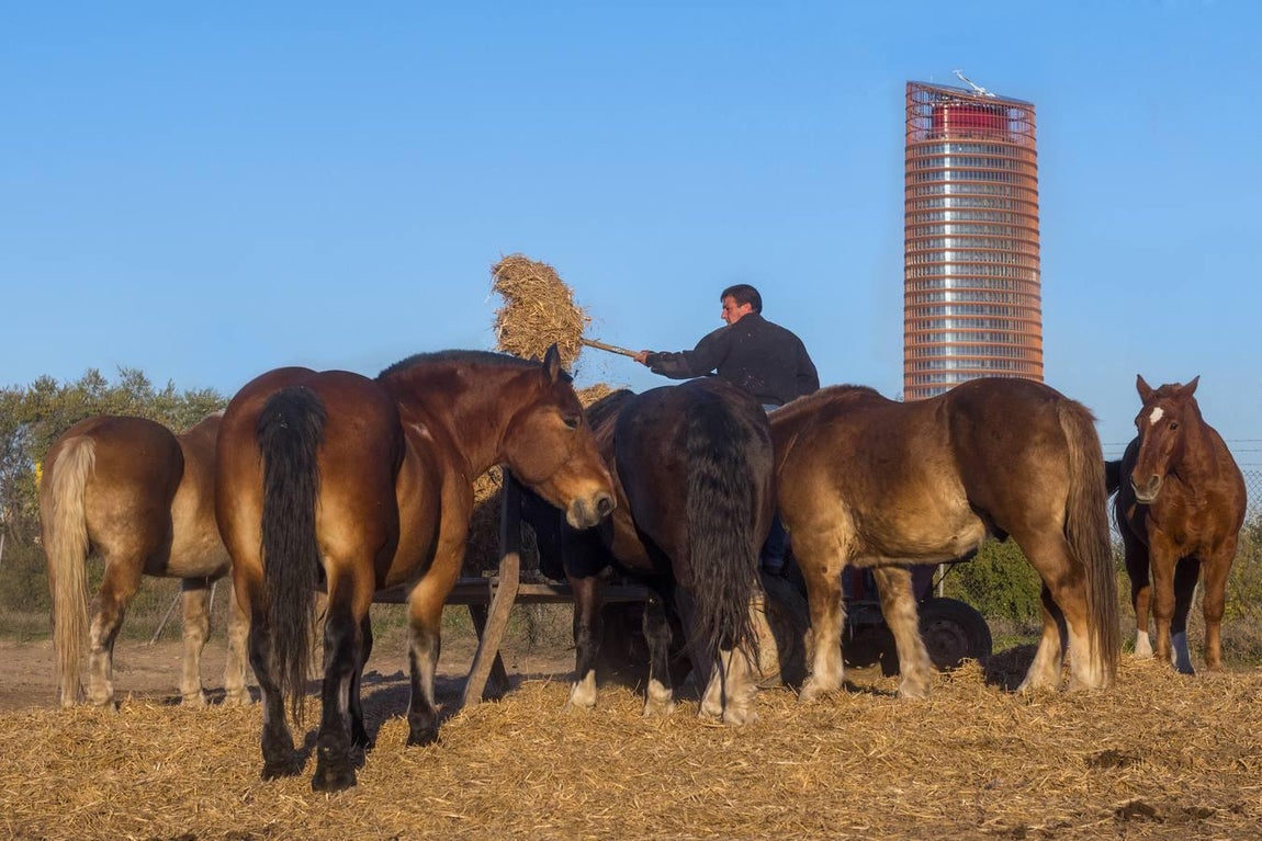 Caballos toreros en la Vega de Triana