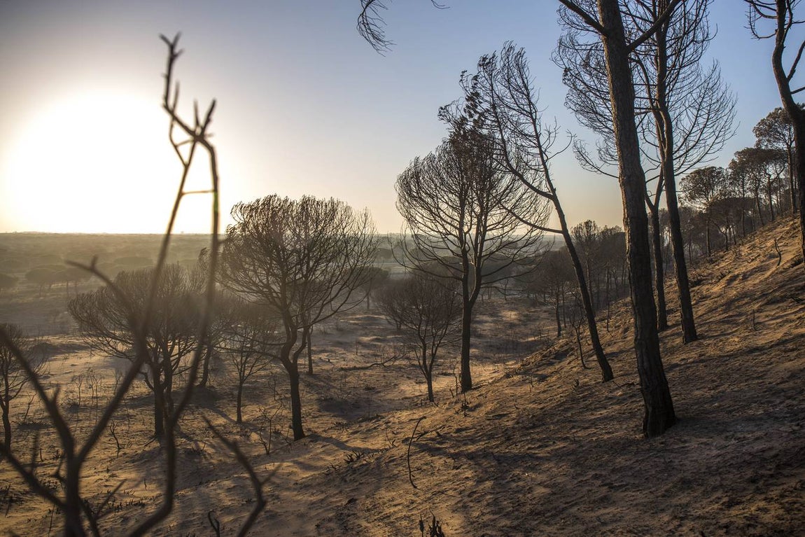 Los estragos del incendio en Doñana, en imágenes