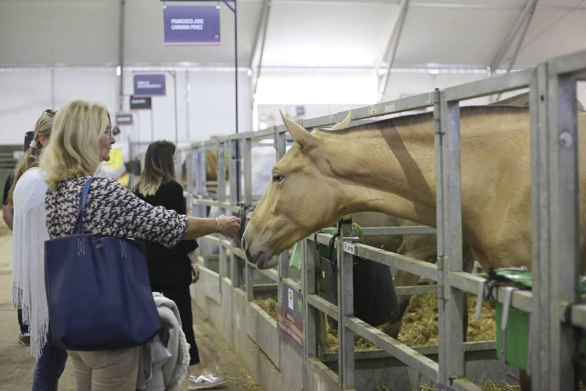 Un jueves muy ambientado en el Sicab 2017