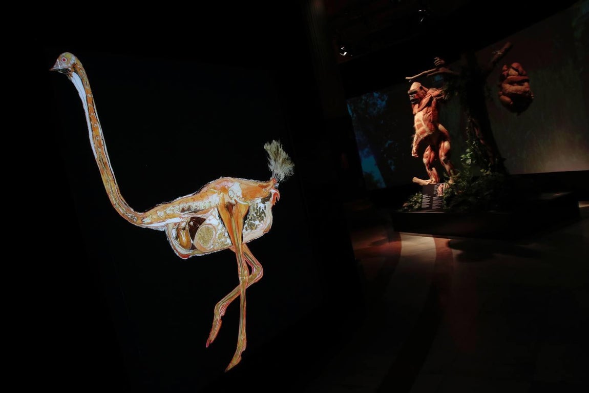 Un safari anatómico llega a Sevilla