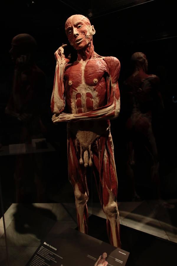 Un safari anatómico llega a Sevilla