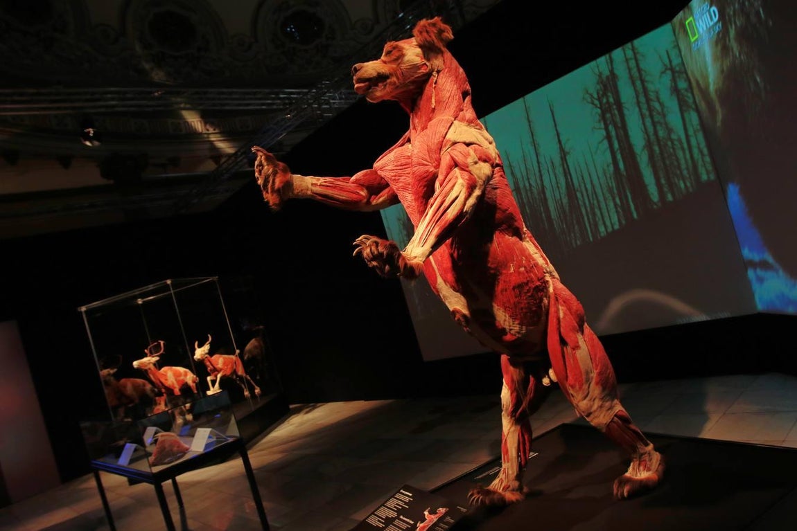 Un safari anatómico llega a Sevilla