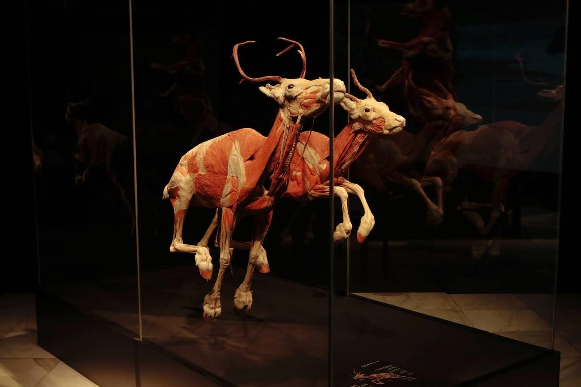 Un safari anatómico llega a Sevilla