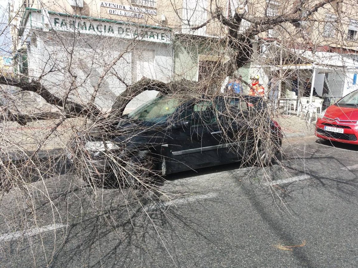 Los estragos del temporal en Sevilla