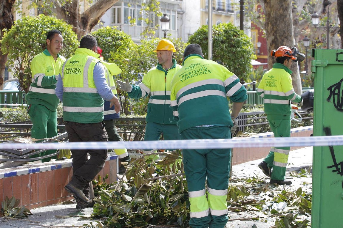 Los estragos del temporal en Sevilla
