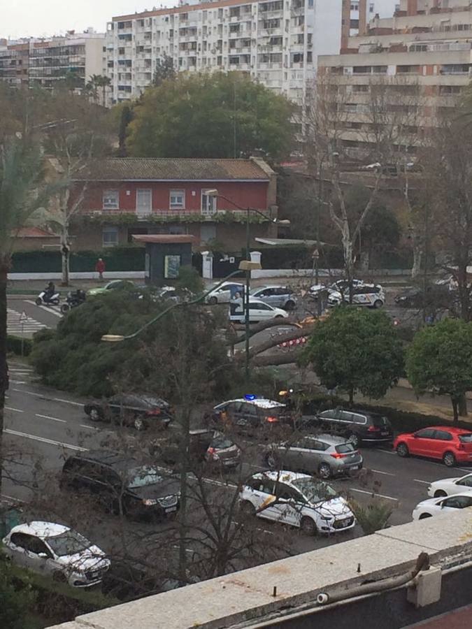 Los estragos del temporal en Sevilla