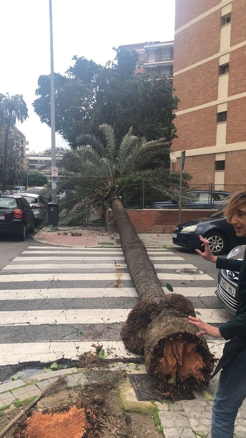 Los estragos del temporal en Sevilla