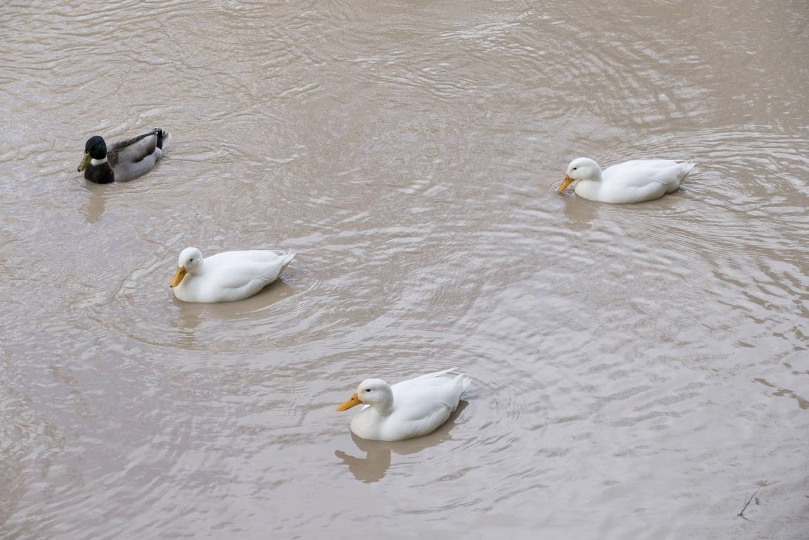 Molinos del río Guadaíra, casi inundados