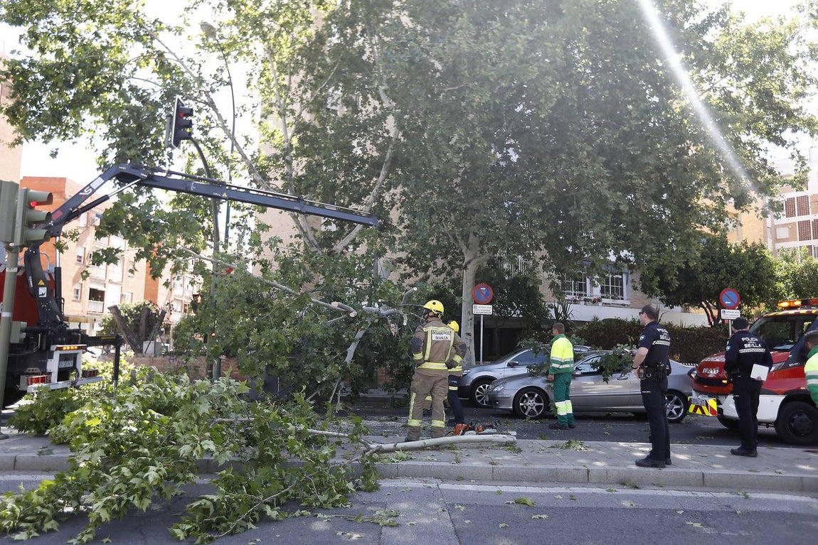Las imágenes que ha dejado la caída del árbol en la Cruz del Campo