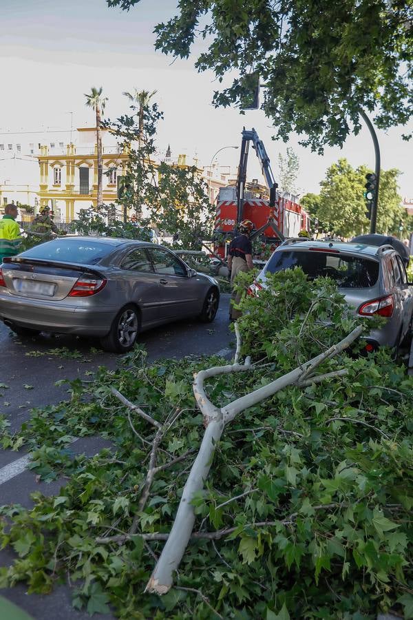 Las imágenes que ha dejado la caída del árbol en la Cruz del Campo