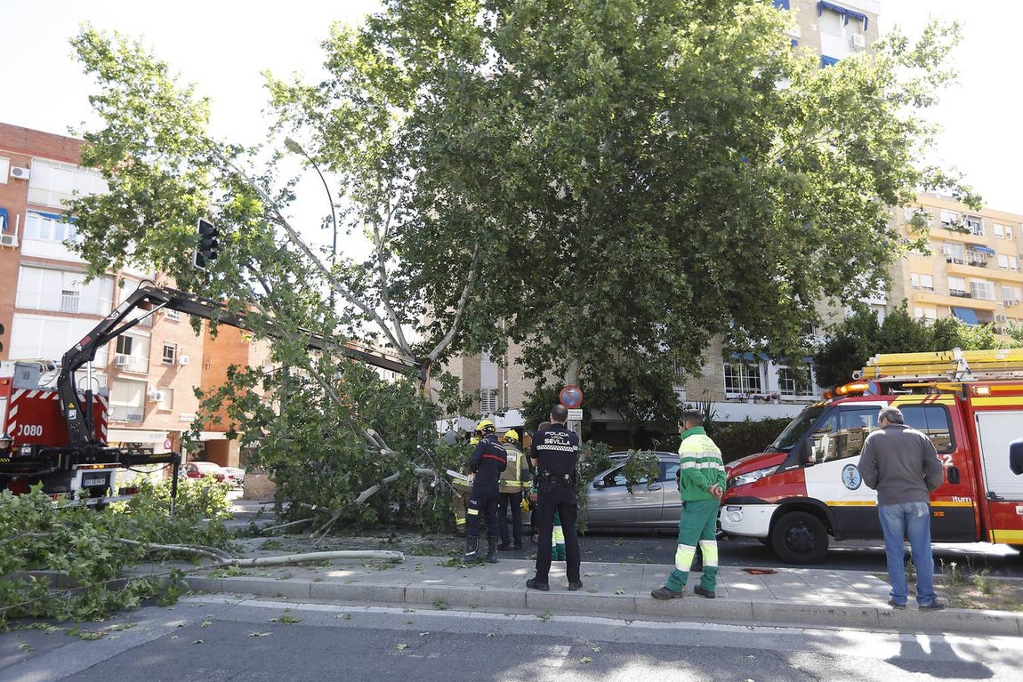 Las imágenes que ha dejado la caída del árbol en la Cruz del Campo