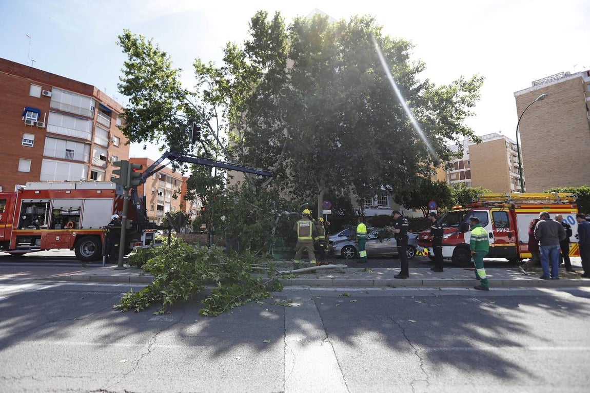 Las imágenes que ha dejado la caída del árbol en la Cruz del Campo