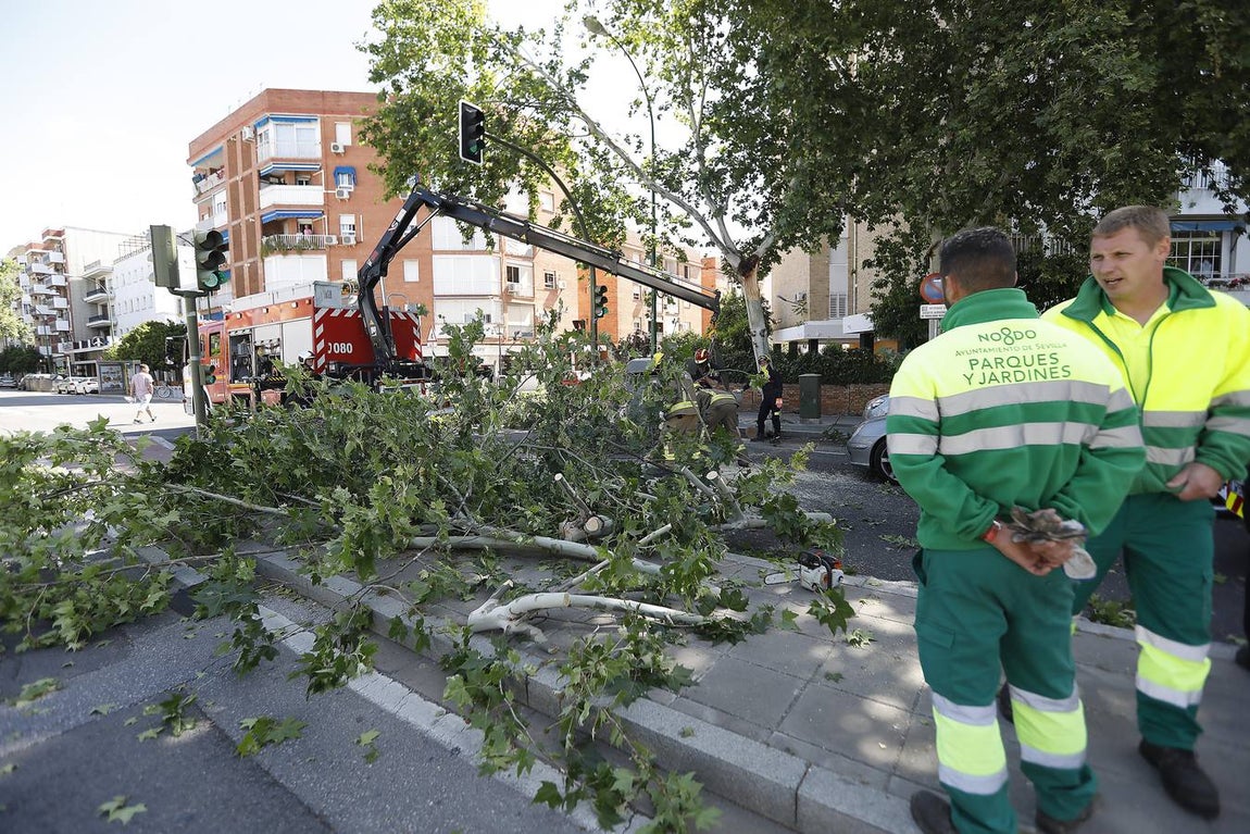 Las imágenes que ha dejado la caída del árbol en la Cruz del Campo