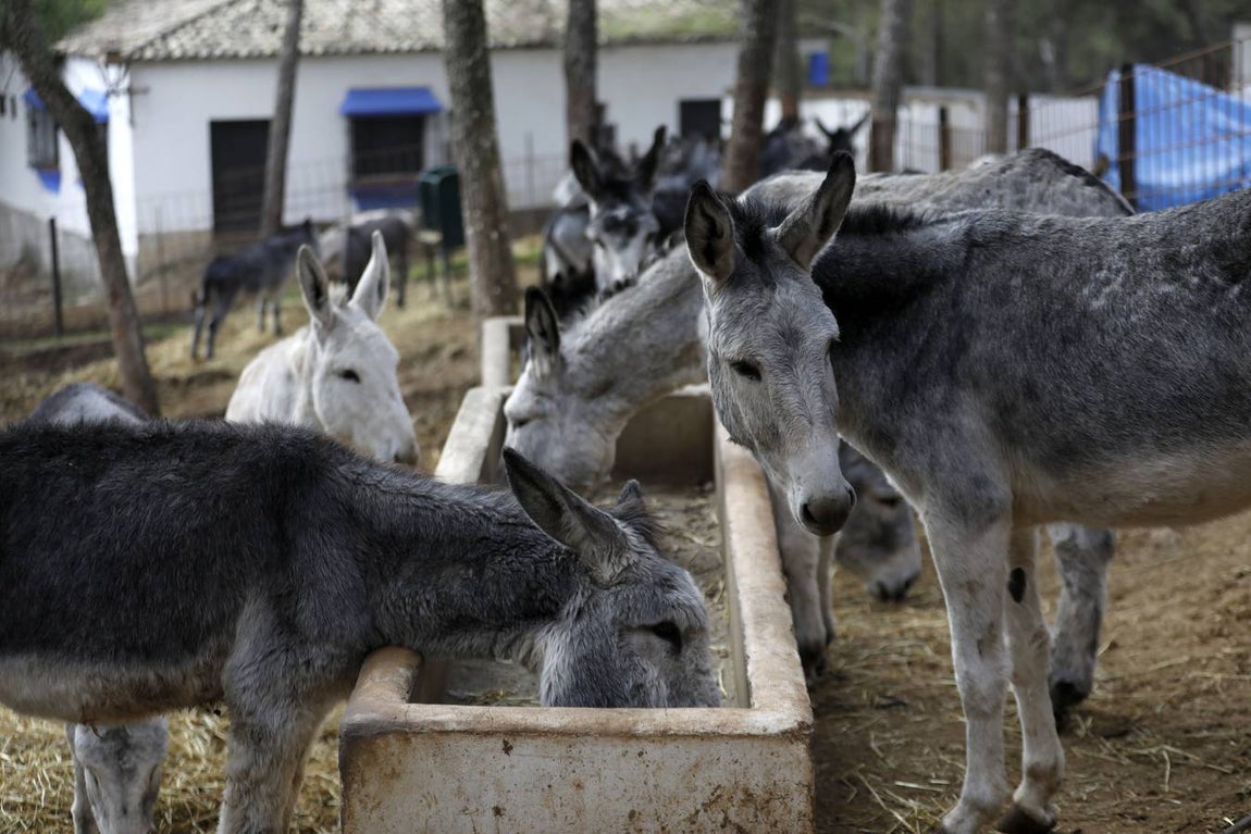 Un paseo por la Navidad de Rute, en imágenes