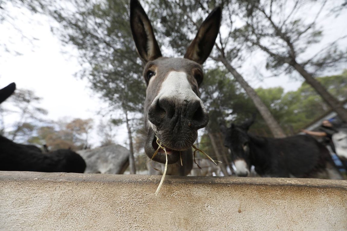 Un paseo por la Navidad de Rute, en imágenes