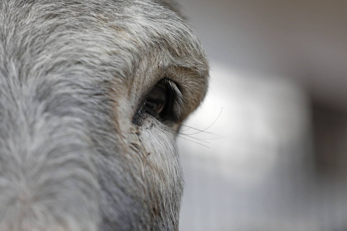 Un paseo por la Navidad de Rute, en imágenes