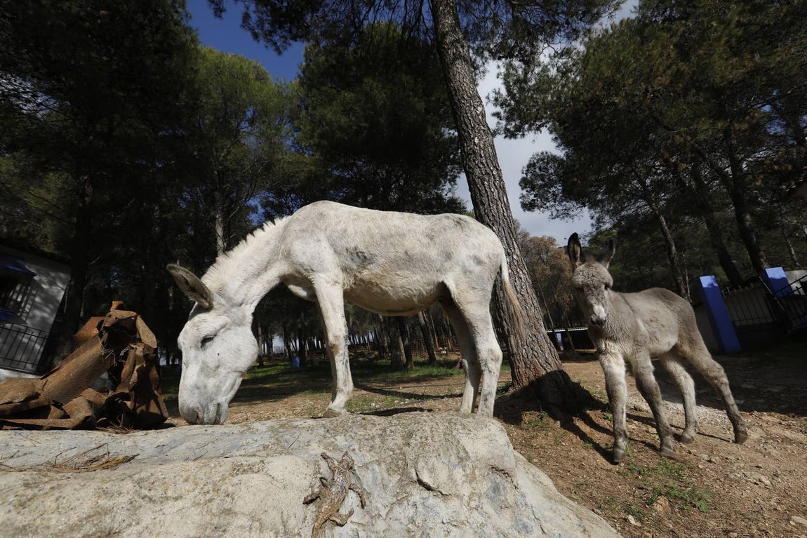 Un paseo por la Navidad de Rute, en imágenes