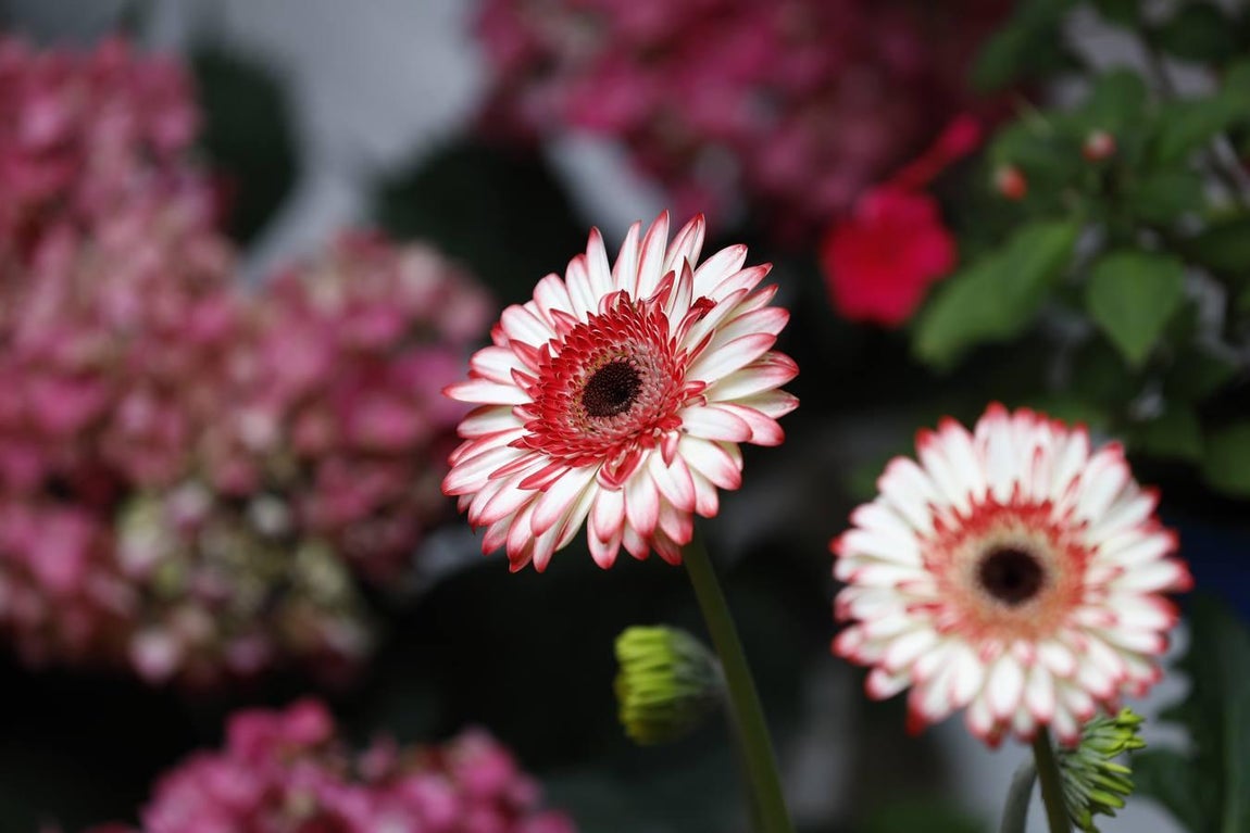 Las flores de los patios de Córdoba, en imágenes