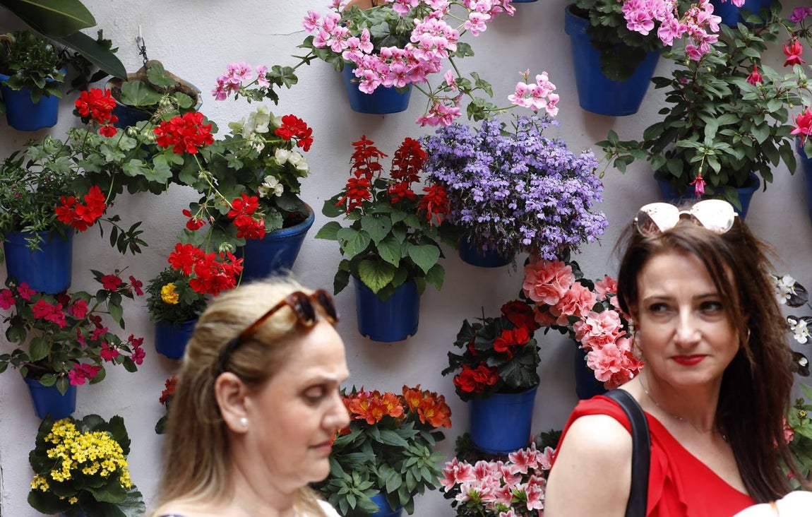 Las flores de los patios de Córdoba, en imágenes