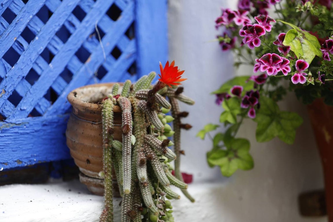 Las flores de los patios de Córdoba, en imágenes