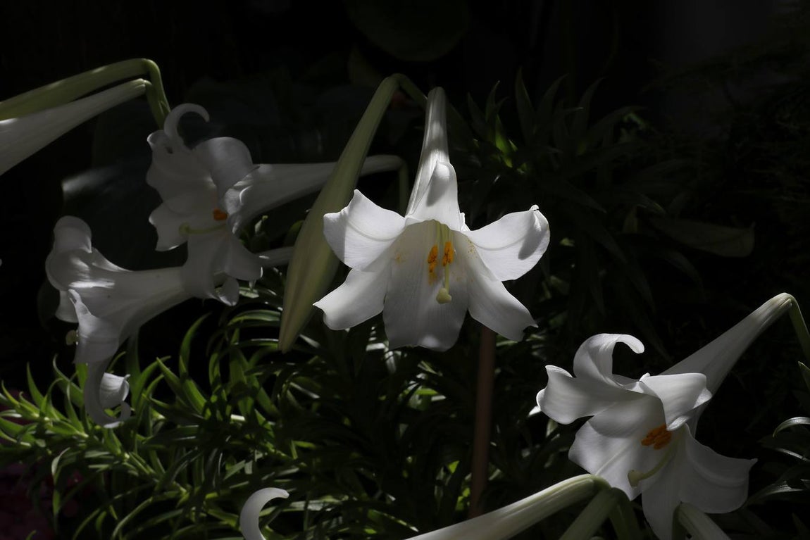 Las flores de los patios de Córdoba, en imágenes