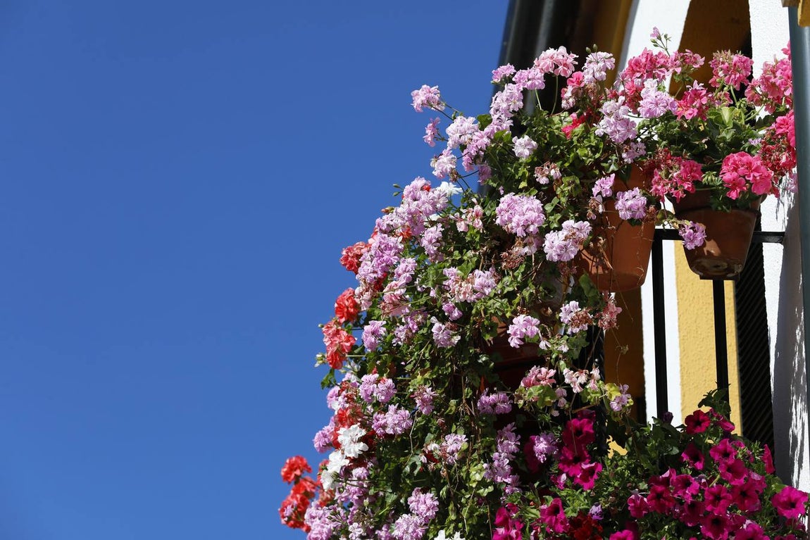 Las rejas y balcones de Córdoba, en imágenes