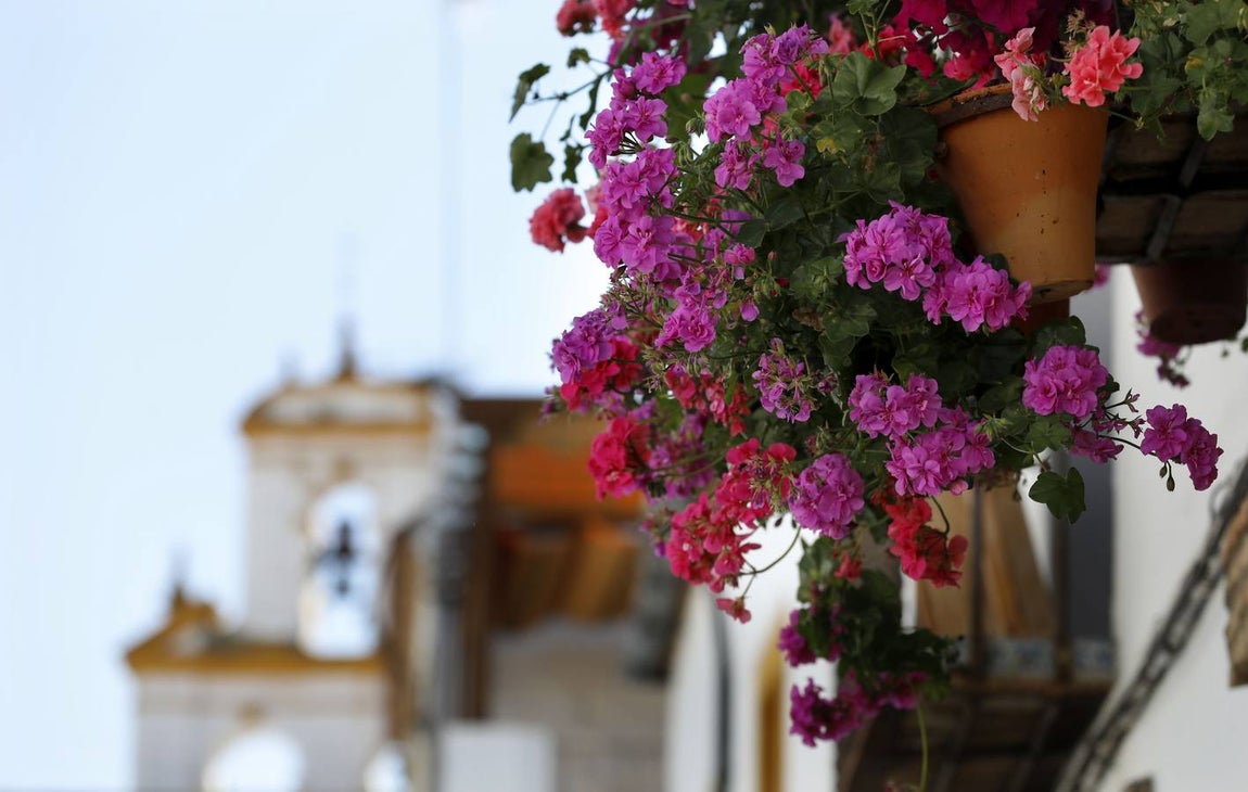 Las rejas y balcones de Córdoba, en imágenes