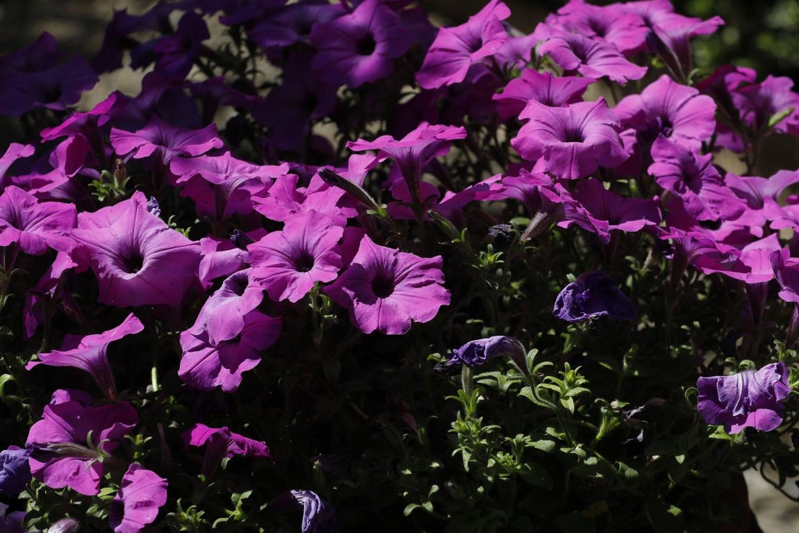 El asombro de los patios del Palacio de Viana de Córdoba, en imágenes