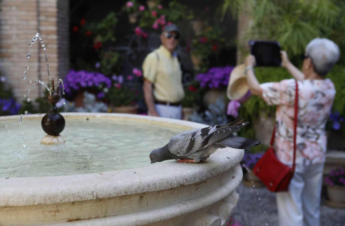 El asombro de los patios del Palacio de Viana de Córdoba, en imágenes