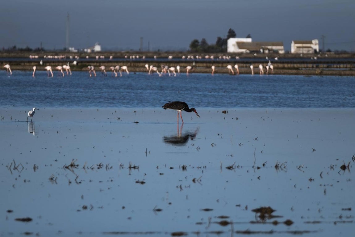 Los campos de arroz, hogar para las aves de Doñana