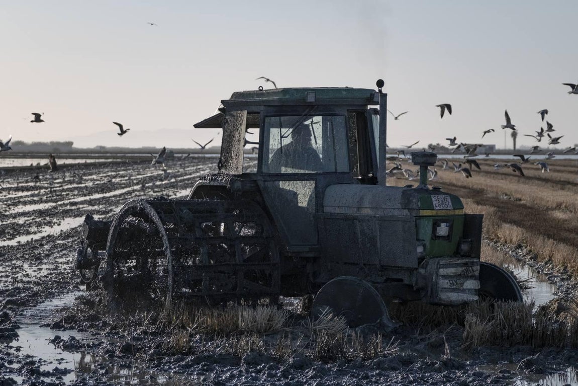 Los campos de arroz, hogar para las aves de Doñana