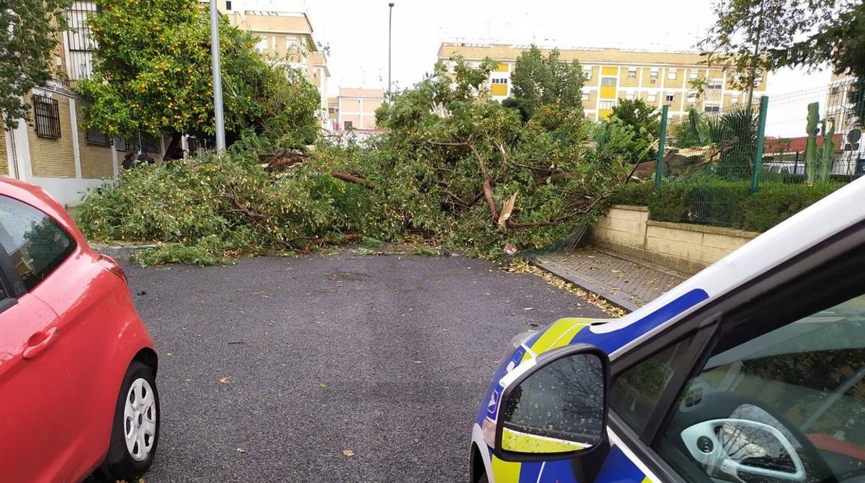 Los efectos de la borrasca Daniel en Sevilla, en imágenes