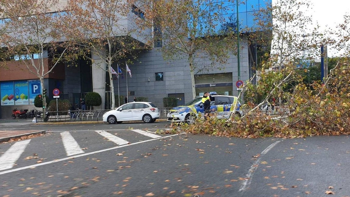 Los efectos de la borrasca Daniel en Sevilla, en imágenes